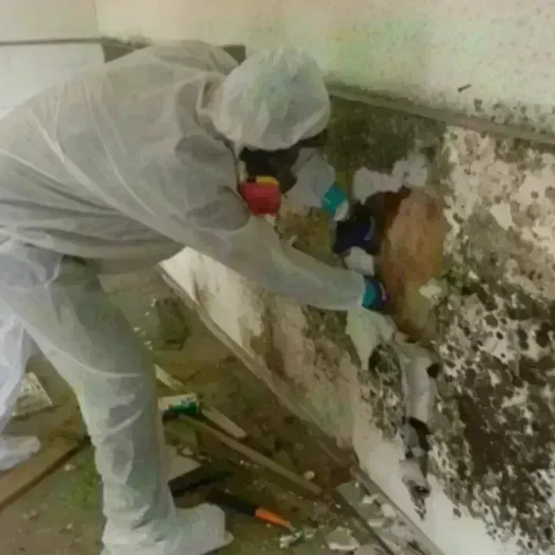 Mold Remediation and Removal in Port Saint Joe, FL